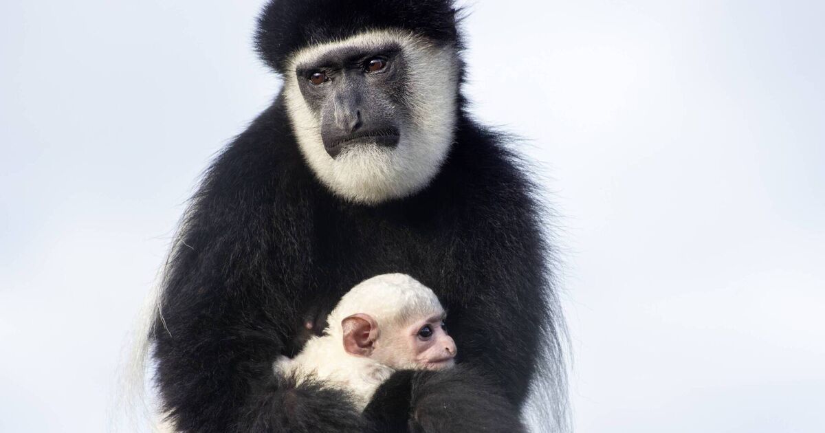 Fota Wildlife invites public to help name parks newest arrival, a baby colobus monkey
