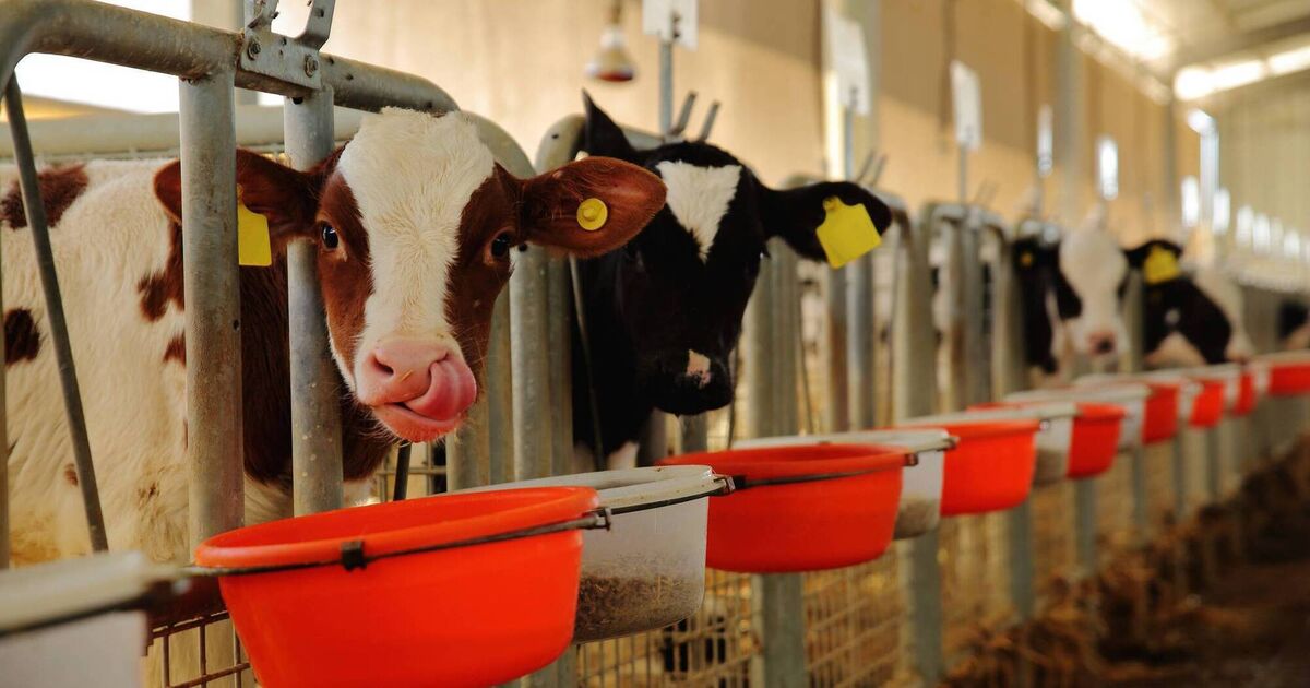 Herd Tasks: Your weekly farming checklist