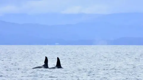 Indy Greene The orcas' dorsal fins and backs are visible above the surface of a calm sea. Their fins and bodies are black, with white patches behind their fins. There are hills and mountains on the far shore.