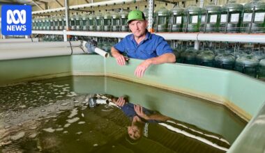 Breeding logs, river repair and restocking keys to endangered Mary River cod's survival