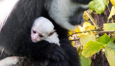 Baby colobus monkey born at Fota Wildlife Park in Co Cork – The Irish Times