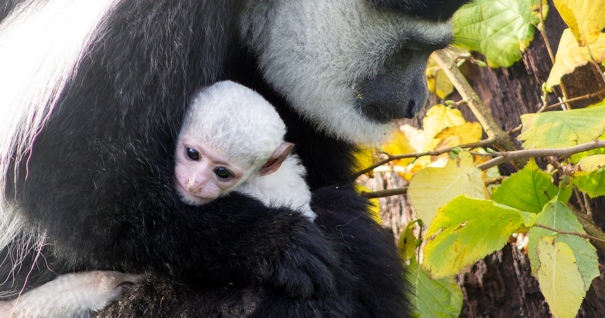 Baby colobus monkey born at Fota Wildlife Park in Co Cork – The Irish Times