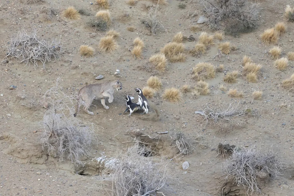 A puma's paw raised two penguins face off .