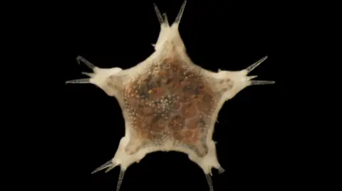 Natural History Museum/University of Gothenburg An abyssal sea star. It is a star-shaped creature, with three spikes coming from each point of the star. It is cream coloured on the edges, with the main body covered in black and orange spots.