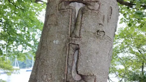 LDNPA A carving reading TL on a tree in the Lake District. The scarring is drawn around natural damage to the tree's bark. There are many other trees in the background. The tree is near a lake, which has yachts moored up in the bay.