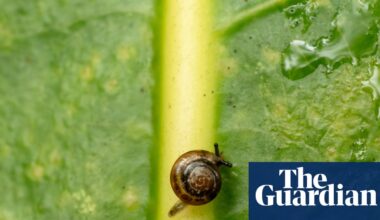 Snails on a plane: Australia flies rescue mission to Norfolk Island for a tiny, critically endangered species | Environment