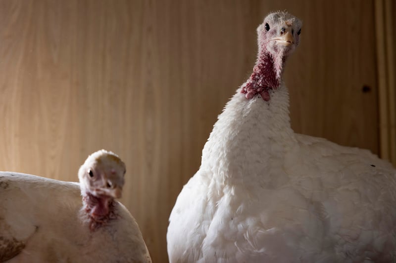 Turkeys Mildred and Alfreda at My Lovely Pig Rescue. Photograph: Chris Maddaloni
