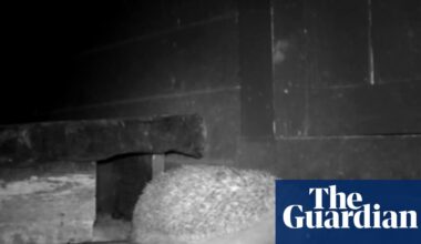 Country diary: Meet Houdini, the three-legged hedgehog who’s moved in for winter | Animals