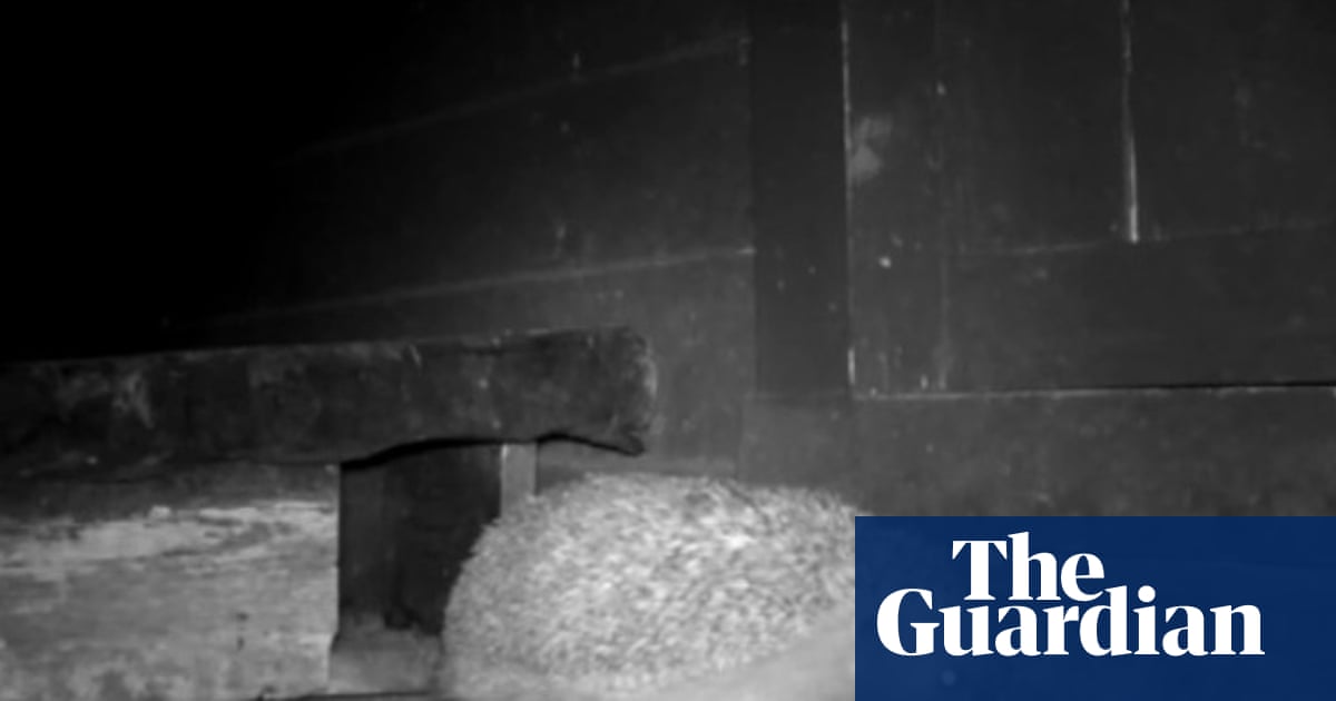 Country diary: Meet Houdini, the three-legged hedgehog who’s moved in for winter | Animals