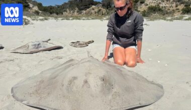 Rays and sharks washed up on Kangaroo Island linked to algal bloom