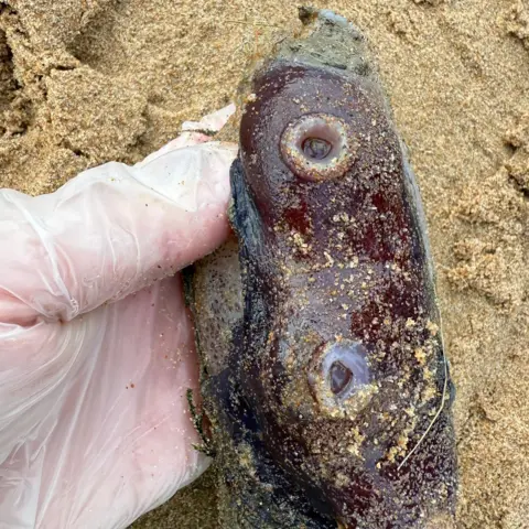 Dr Lauren Smith/East Grampian Coastal Partnership A close up of one of the arms showing the suckers. They are squidgy round shapes. The purple-coloured arm is covered in sand.