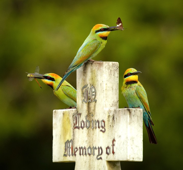 Reader’s wildlife photos – Why Evolution Is True