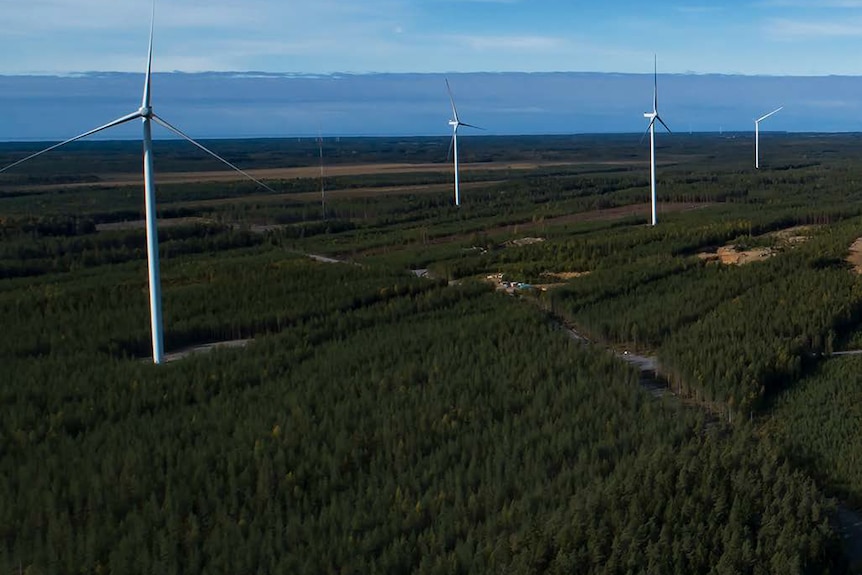 Wind turbines standing much higher than pine trees in a forest.