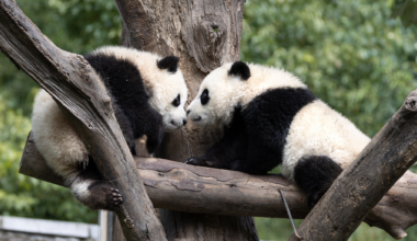 Live: A visit to China's new home for its beloved giant pandas