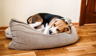 Kennel cough symptoms and treatment: What dog owners need to know this summer