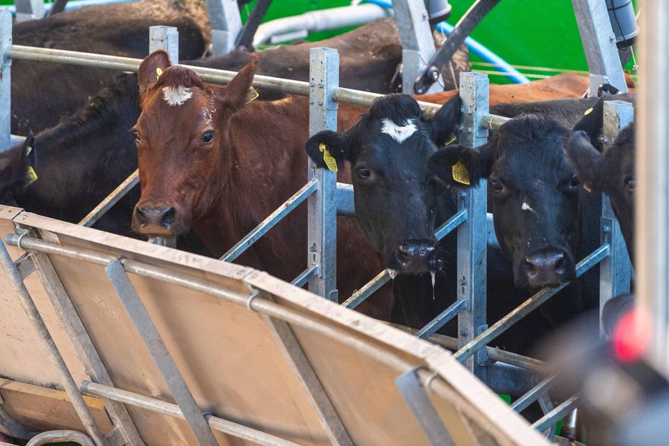 'We think this will cut down our milking time by half'