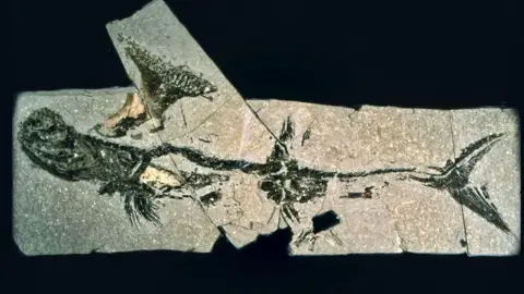 Hunterian Museum The fossilied remains of a shark