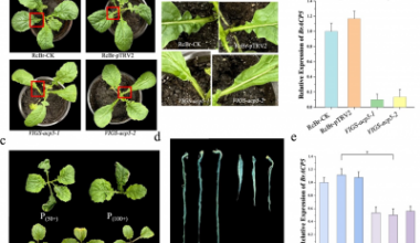 How a Single Gene Shapes Leaf Lobes in Brassica Rapa