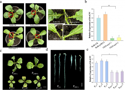 How a Single Gene Shapes Leaf Lobes in Brassica Rapa