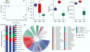 Hidden arsenic threat: Loss of underwater plants turns lake sediments from sink to source