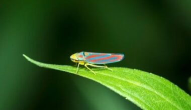 Backyard Insect Inspires Large-Scale Invisibility Particles Production