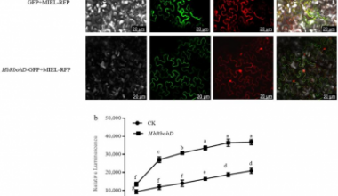 A Redox switch for resilience: How a rubber tree gene strengthens plant stress defense