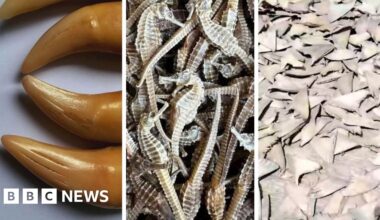 Tiger teeth, dried seahorses and shark fins are being sold illegally on Facebook, BBC finds