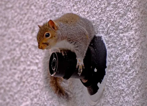 Hugh Griffin A baby squirrel clinging to a black flue protruding from a white wall