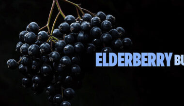 Do elderberry supplements actually work? - The Vital Whole Human