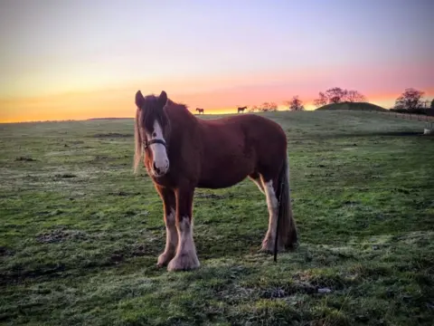 Pam Gordon An adult Clydesdale horse stands in a field at sunrise, with two younger horses in the background.