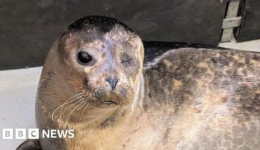 Popeye the seal seen 'living best life' in Northumberland