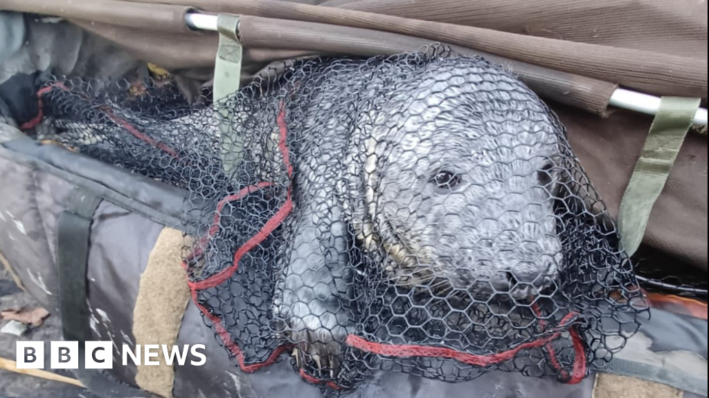 'Surprised' angler nets seal 20 miles from the sea at Horning