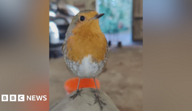 Henry the Robin pictured indoors. He is a red breasted robin with black eyes. His head is facing to the side so you can see one of his eyes and beak.