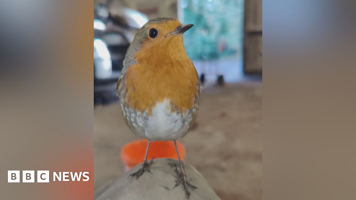 Henry the Robin pictured indoors. He is a red breasted robin with black eyes. His head is facing to the side so you can see one of his eyes and beak.