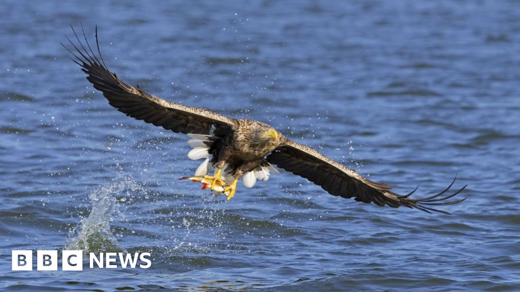 Disappearance of white-tailed eagle in Newtown suspicious