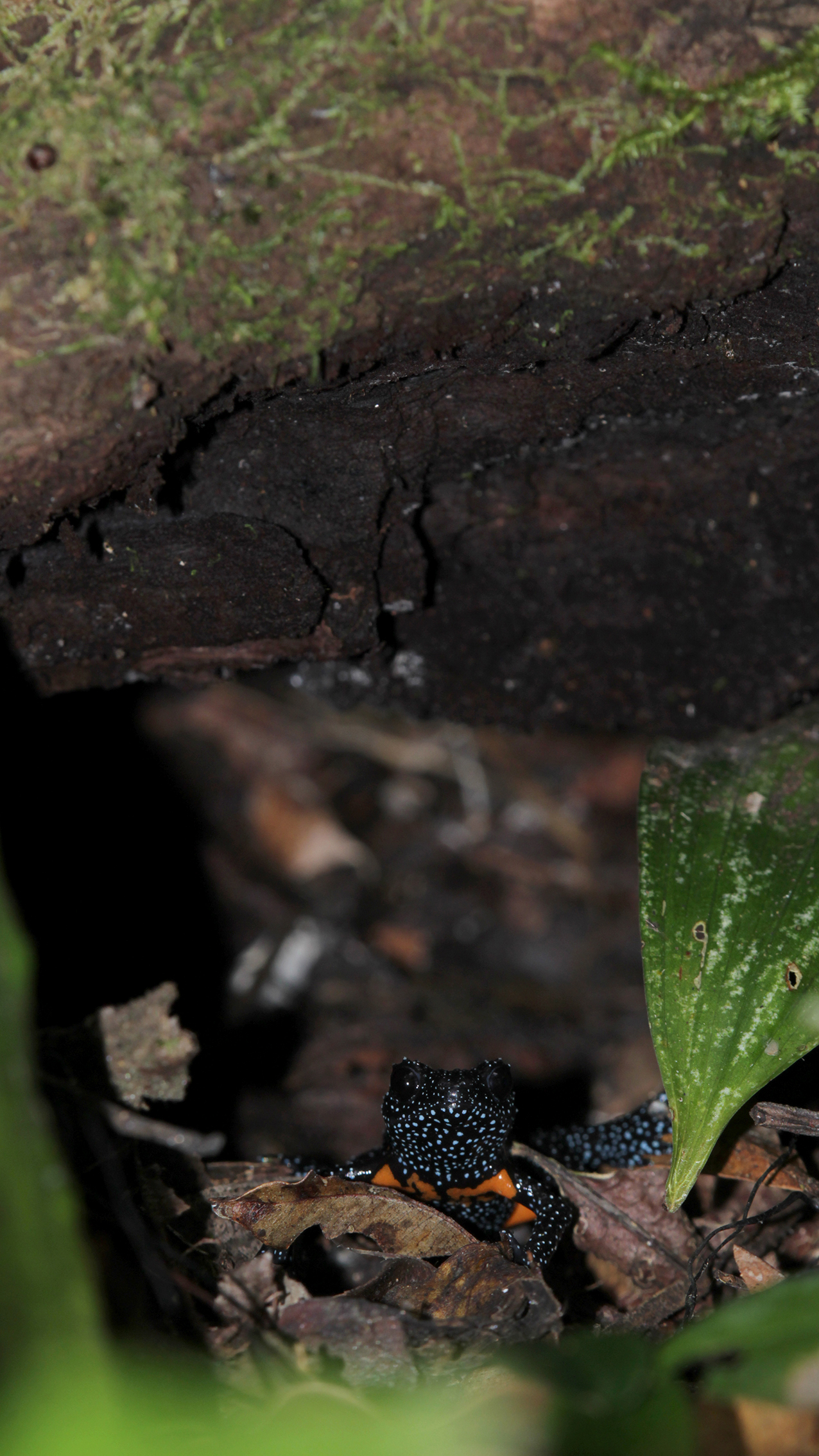 A black and orange spotted frog sits among leaves and twigs, partially hidden beneath a mossy log in a vibrant rainforest setting
