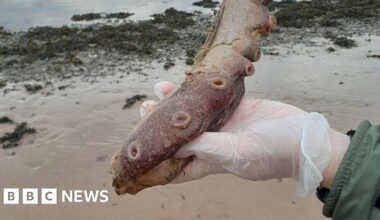 Rare Forvie beach find remains of a deep-sea octopus, say experts