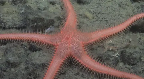 Jialing Cai/The Nippon Foundation-Nekton Ocean Census/Schmidt Ocean Institute This sea star is pink and covered in spikes across its five appendages. It is on a sandy seabed.