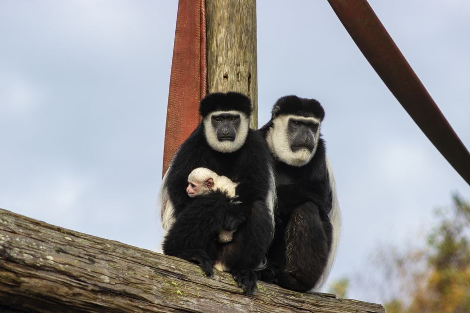Black-and-white colobus baby monkey born at Fota Wildlife Park on 30 October 2025 to mother Freya and father Juggs. Photo: Sinéad Donnachie, Fota Wildlife Park.