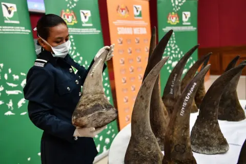 Getty Images A Malaysian Wildlife official displays seized rhino horns and other animal parts at the Department of Wildlife and National Parks headquarters in Kuala Lumpur on August 20, 2018. - Malaysia has made a record seizure of 50 rhino horns worth an estimated 12 million US dollars as they were being flown to Vietnam, authorities said on August 20.