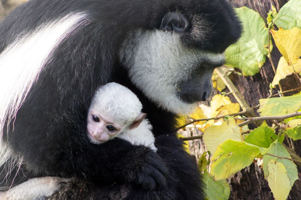 Black-and-white colobus baby monkey born at Fota Wildlife Park on 30 October 2025 to mother Freya and father Juggs. Photo: Sinéad Donnachie, Fota Wildlife Park.