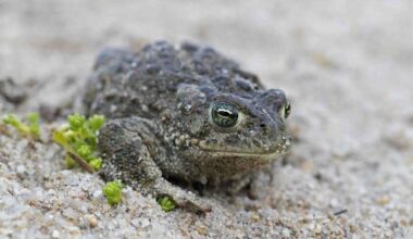 Cork’s Fota Wildlife Park secures €700k lifeline two months after bird-flu outbreak forces closure