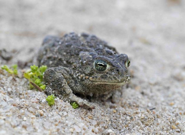 Cork’s Fota Wildlife Park secures €700k lifeline two months after bird-flu outbreak forces closure