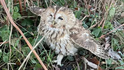 Victoria Moore A small tawny owl with its wings outstretched in some grass.