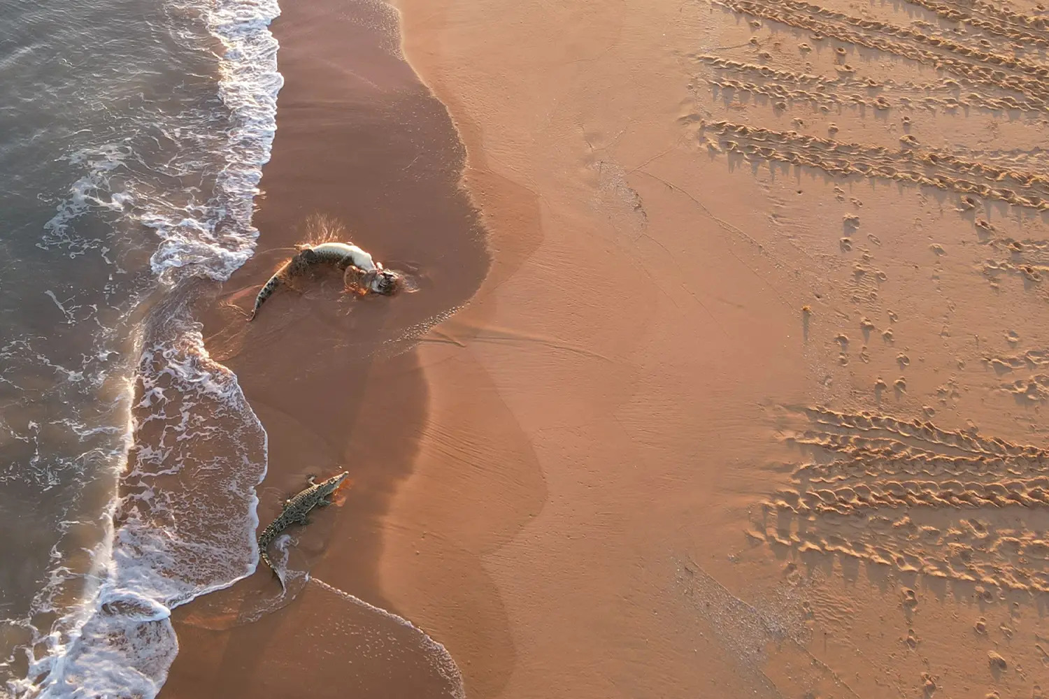 Crocodiles on the sand, near the water's edge at Cape Domett. The image was taken with a drone.