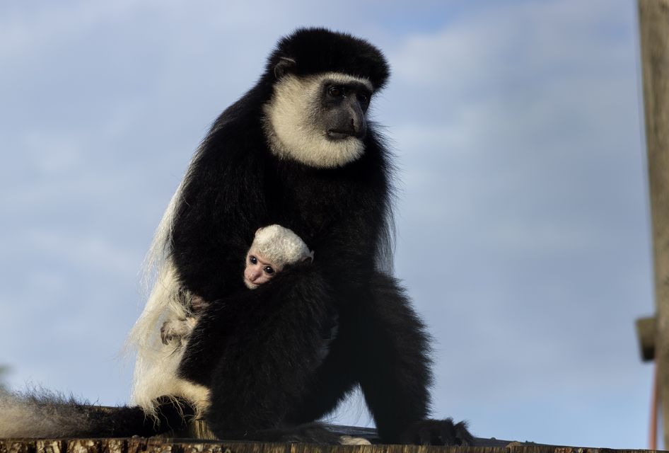 Black-and-white colobus baby monkey born at Fota Wildlife Park on 30 October 2025 to mother Freya and father Juggs. Photo: Sinéad Donnachie, Fota Wildlife Park.