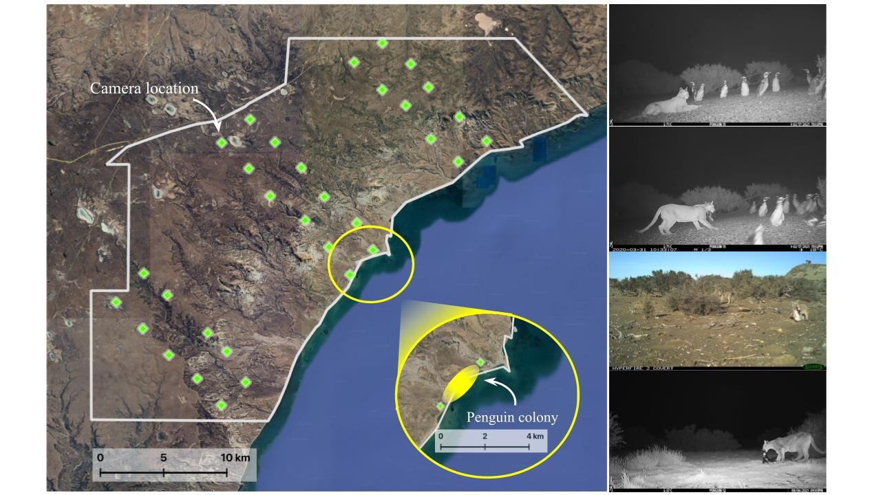 Location of camera trap grid at Monte Le&oacute;n National Park (white-lined polygon), Santa Cruz province, Argentina, June 2020&ndash;December 2022. The yellow highlight in the inset map indicates the location of the single penguin colony in the park. On the right-hand side images captured of pumas inside the penguin colony area.