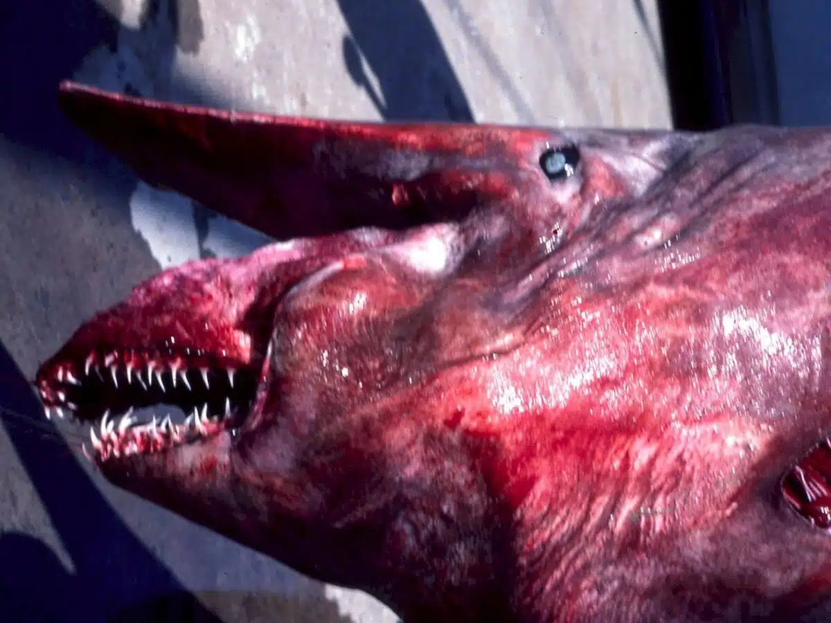 A Goblin Shark Caught Off Sydney In 1983