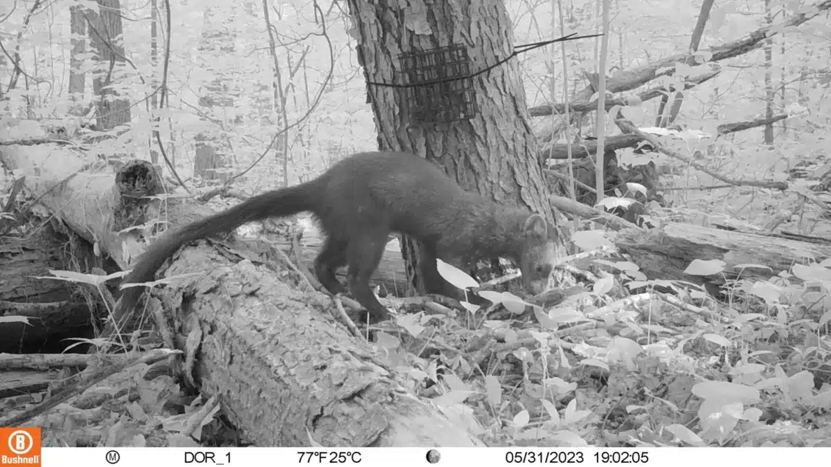 A Fisher Was Spotted On A Trail Camera.