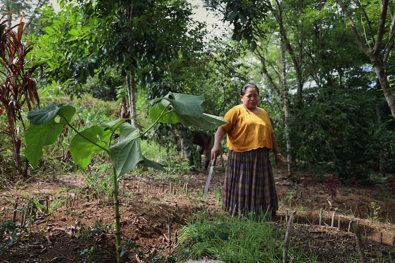 According to the World Atlas of Desertification, 75 per cent of the world's soils are now degraded, with a direct impact on 3.2 billion people. Photograph: Hannah McCarthy